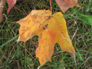 Leaf on Grass